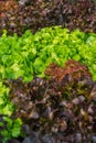 Fresh salad leave Butter head lettuce and Red oak in the Organic Royalty Free Stock Photo