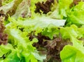 Fresh Salad leaves with Green Oak, Red Leaf Lettuce Royalty Free Stock Photo