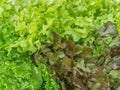 Fresh Salad leaves with Green Oak, Red Leaf Lettuce Royalty Free Stock Photo