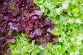 Fresh Salad leaves with Green Oak, Red Leaf Lettuce Royalty Free Stock Photo