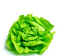 Fresh salad lettuce