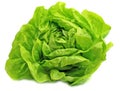 Fresh salad lettuce