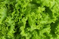 Fresh salad lettuce background. Healthly food background