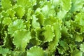 Fresh salad lettuce green leaves close- up, up view Royalty Free Stock Photo