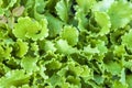 Fresh salad lettuce green leaves close- up, up view Royalty Free Stock Photo