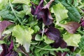 Fresh salad of mixed greens