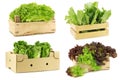 Fresh salad vegetables in a wooden crate Royalty Free Stock Photo