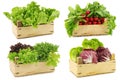Fresh salad vegetables in a wooden crate Royalty Free Stock Photo