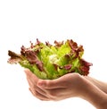 Fresh salade in the hands