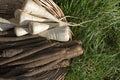 Fresh Salfify, tragopogon porrifolius and Root Parsley, petroselinum crispum Royalty Free Stock Photo