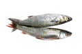 Fresh salmon fish Royalty Free Stock Photo