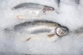 The a fresh salmon on ice at a fish market.Close-up