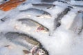 The a fresh salmon on ice at a fish market.Close-up Royalty Free Stock Photo