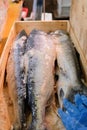 Fresh salmon in ice