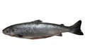Fresh salmon isolated on a white studio background. Royalty Free Stock Photo