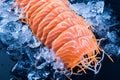 Fresh salmon sashimi on ice over black background. Japanese Food. Royalty Free Stock Photo