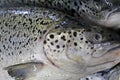 Fresh salmon at stall of fishmonger Royalty Free Stock Photo