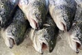 Fresh salmon at stall of fishmonger Royalty Free Stock Photo