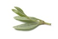 Fresh saltbush leaves Royalty Free Stock Photo