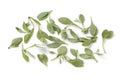 Fresh saltbush leaves Royalty Free Stock Photo