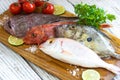 Fresh saltwater fish Royalty Free Stock Photo