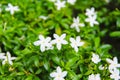 Fresh sampaguita jasmine or officinale jasminum white flower blooming in garden background Royalty Free Stock Photo