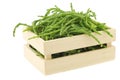 Fresh Samphire Royalty Free Stock Photo