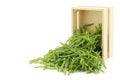 Fresh Samphire Royalty Free Stock Photo