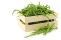 Fresh Samphire Royalty Free Stock Photo