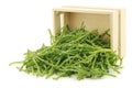Fresh Samphire Royalty Free Stock Photo