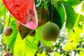 Fresh santol fruit on tree Royalty Free Stock Photo