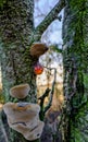 Fresh sap seen congealed on a tree trunk together with fungi on a forest tree.