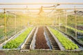 Fresh sapling of greenÃ¢â¬â¹ oak or red oak romaine lettuce organic farm in plantation Royalty Free Stock Photo