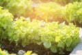 Fresh sapling of green oak romaine lettuce organic hydroponic farm in plantation Royalty Free Stock Photo
