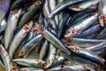 Fresh Sardine Fish in Dammam fish market Royalty Free Stock Photo