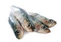 Fresh sardine Royalty Free Stock Photo