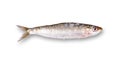 Fresh sardine in white background Royalty Free Stock Photo