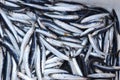 Fresh Sardines Royalty Free Stock Photo