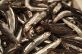 Fresh Sardines Royalty Free Stock Photo