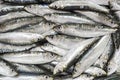 Fresh sardines Royalty Free Stock Photo