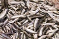 Fresh sardines Royalty Free Stock Photo
