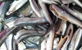 Fresh sardines fish