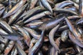 Fresh sardines from fish market Royalty Free Stock Photo