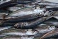 Fresh sardines on the fish market Royalty Free Stock Photo