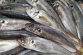 Fresh sardines. Fish for sale in market. Royalty Free Stock Photo