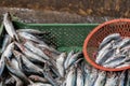 Fresh sardines in orange basket with whole and raw sardines background. Blue Fish Royalty Free Stock Photo