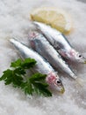 Fresh sardines over salt Royalty Free Stock Photo