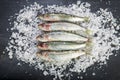Fresh sardines on a coarse salt layer over a slate background Royalty Free Stock Photo