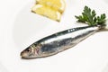 Fresh sardines on a plate Royalty Free Stock Photo