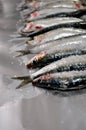 Fresh sardines with salt